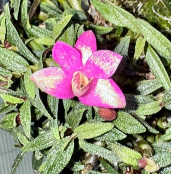 Orchid Species Dendrobium cuthbertsonii NBS and BS plants Orchids