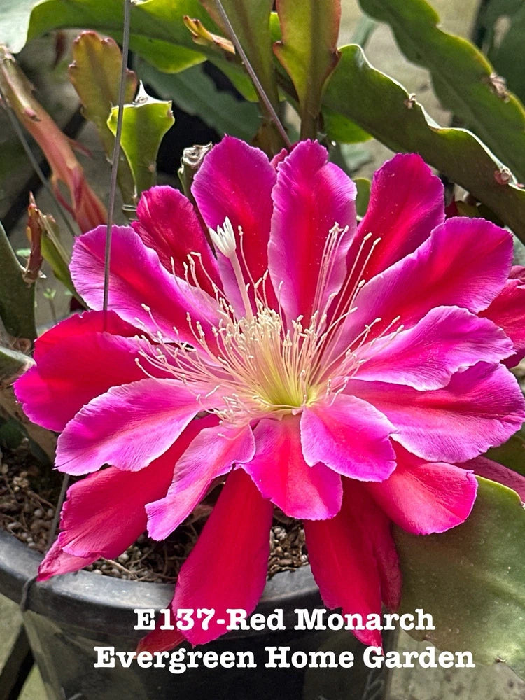 Red and pink orchid cactus flower in small starter pot with green stems