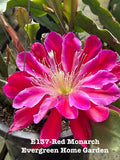 Rooted Epiphyllum Orchid Cactus ÒRed MonarchÓ Growing In 4Ó Starter Pot. Orchids