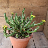 D4467 EUPHORBIA ENORMIS pot22-H23-W38 cm MaMa Cactus Green Plant