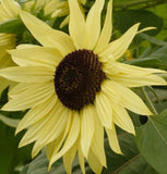 LEMON QUEEN SUNFLOWER SEEDS 40+ ANNUAL yellow FLOWER garden helianthus FREE SHIP Garden Plants