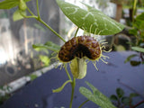 Aristolochia fimbriata | White Veined Dutchmans Pipe | 5_Seeds Garden Plants