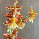 Odontocidium Catatante 'Kilauea Karma' Comes in 4" Pot Orchids