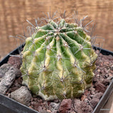 D3607 FEROCACTUS SETISPINUS pot12-H9-W10 cm MaMa Cactus Green Plant