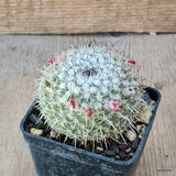 D6405 MAMMILLARIA GEMINISPINA pot7-H5-W7 cm MaMa Cactus Green Plant