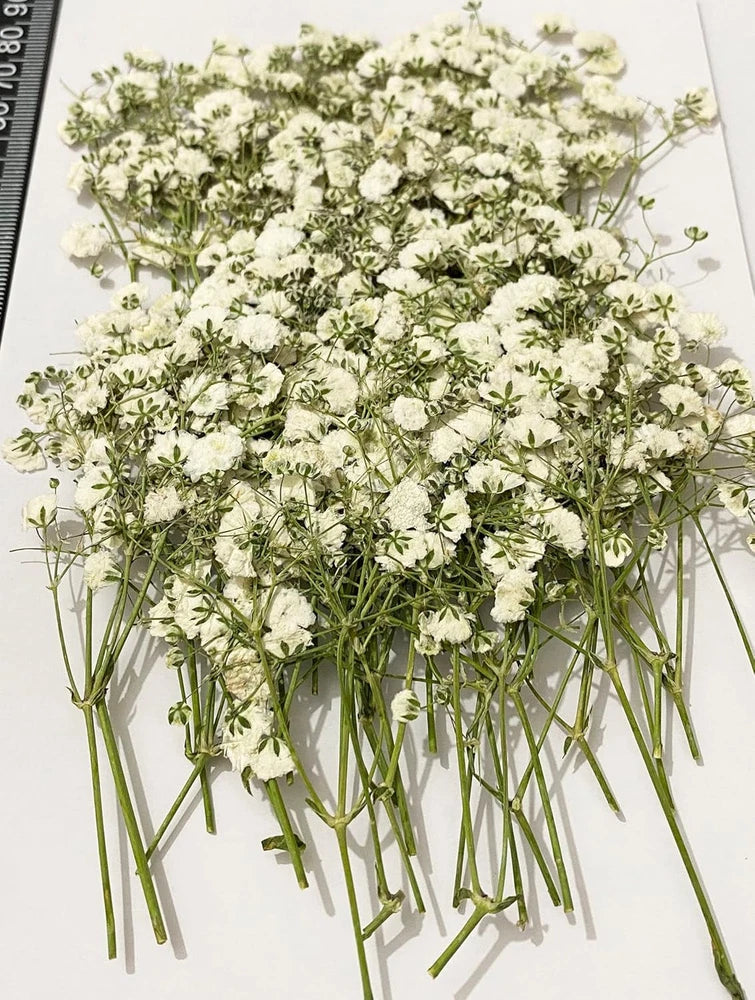 50 pcs White Baby's Breath Real Natural Dried Pressed 1 pack 50pcs, Dried Flower