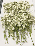 50 pcs White Baby's Breath Real Natural Dried Pressed 1 pack 50pcs, Dried Flower
