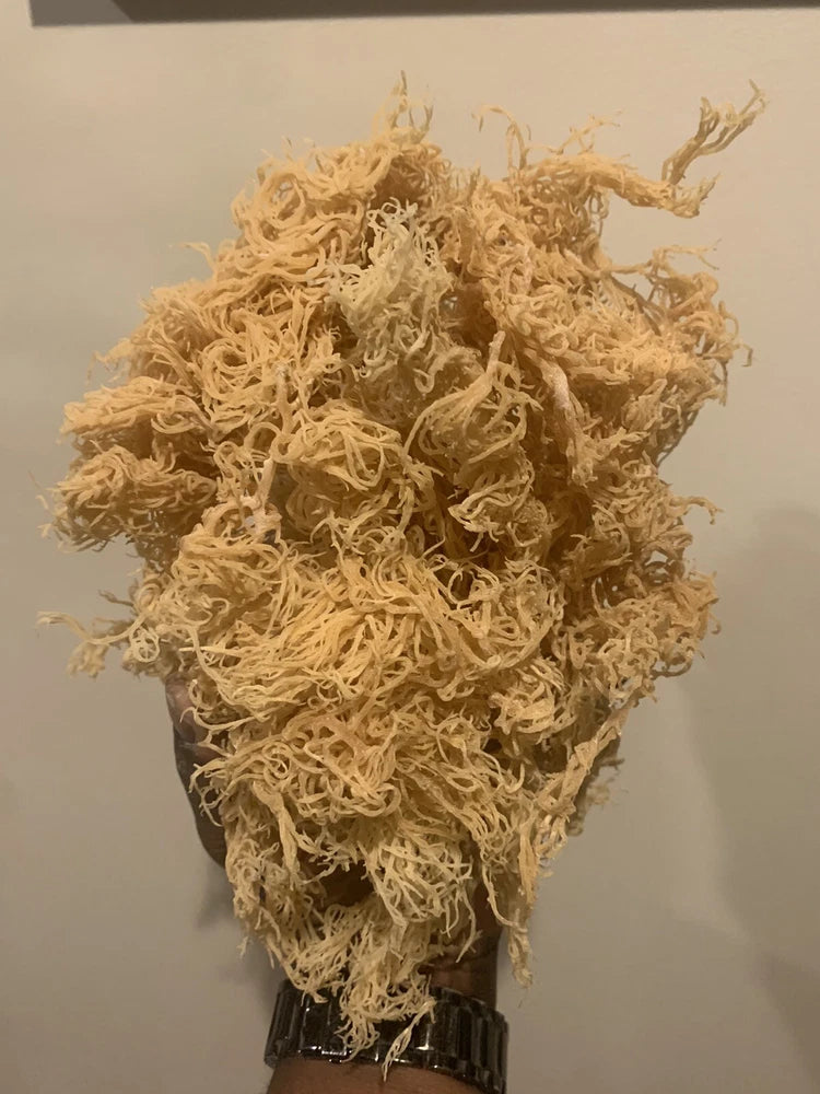 Sea Moss #Dr. Sebi Inspired St Lucia Wildcrafted #Vegan #Plant-Based #Alkaline Green Plant