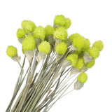 30 Pcs 16 Inch Dried Flowers for Vase Mini Pine Ball Flowers Yellow Green Dried Flower
