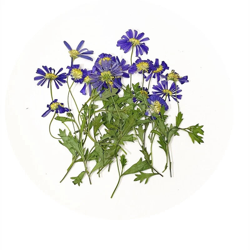 12PCS Real Pressed Dry Daisy with leaves stem for art Craft FHT08 Dried Flower