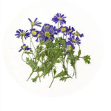 12PCS Real Pressed Dry Daisy with leaves stem for art Craft FHT08 Dried Flower