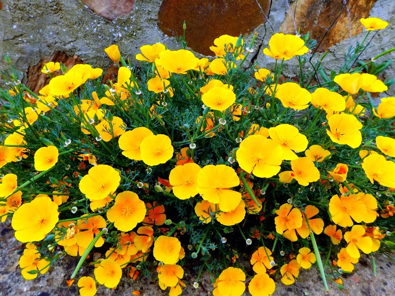 1000 DWARF Yellow CALIFORNIA Tufted POPPY Eschscholzia Caespitosa Flower Seeds Flowering Plants