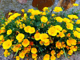 1000 DWARF Yellow CALIFORNIA Tufted POPPY Eschscholzia Caespitosa Flower Seeds Flowering Plants