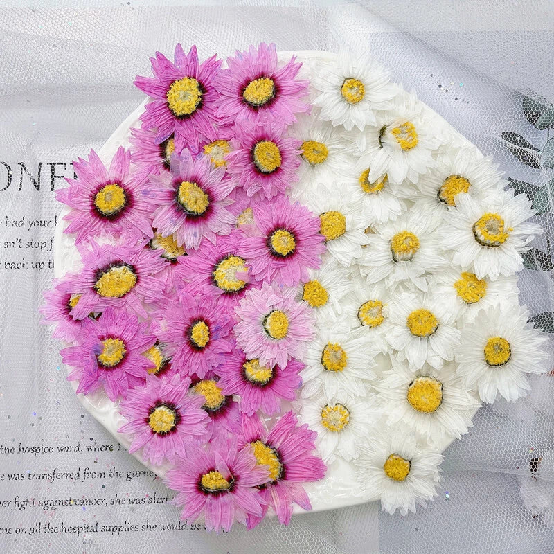 12PCS real Pressed Daisy Flower Head, 2 colors available FHT04 Dried Flower