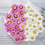 12PCS real Pressed Daisy Flower Head, 2 colors available FHT04 Dried Flower