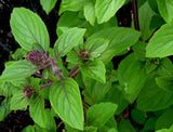 150 PERSIAN BASIL SEEDS  FRESH FOR  GARDENS US SELLER SHIPS QUICK Garden Plants