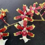 ONCIDESA COCOA ONCIDIUM ORCHID PLANT FRAGRANT FLOWERS Orchids