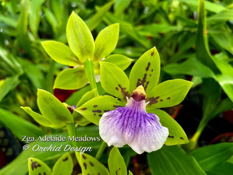 Zygoneria Adelaide Meadows, Green Flowers, Fragrant! Orchids