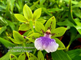 Zygoneria Adelaide Meadows, Green Flowers, Fragrant! Orchids