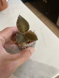 Anoectochilus  sp. seed grown; Jewel Orchid Orchids