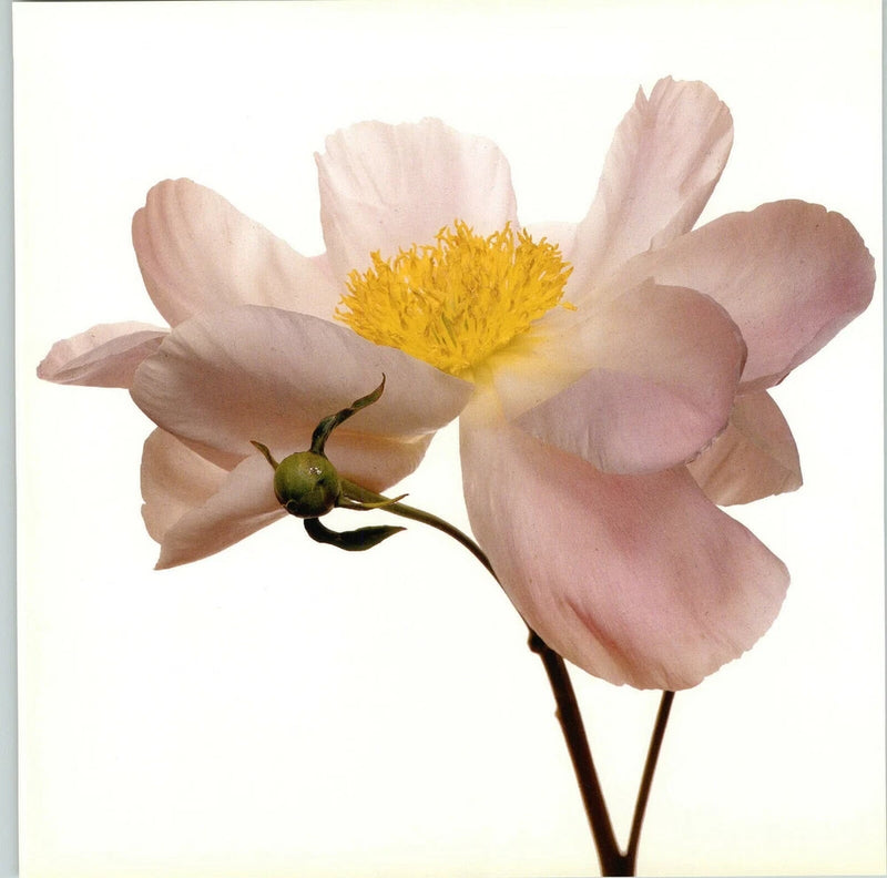Blush pink peony flower art photo with yellow center and green stem, 11x14 in