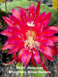 Epiphyllum orchid cactus flower in starter pot, vivid pink and red petals