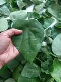 Green Glass Jelly Vine Seeds (Tiliacora Triandra) - S__ng S‰m L™ng Green Plant