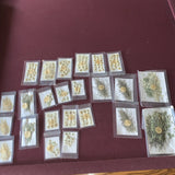 Huge Lot Of Dried Flowers Dried Flower