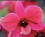 TEN PLANTS! Lot Of 10 Dendrobium Orchids Instant Collection Shipped Bare Root Ll Orchids