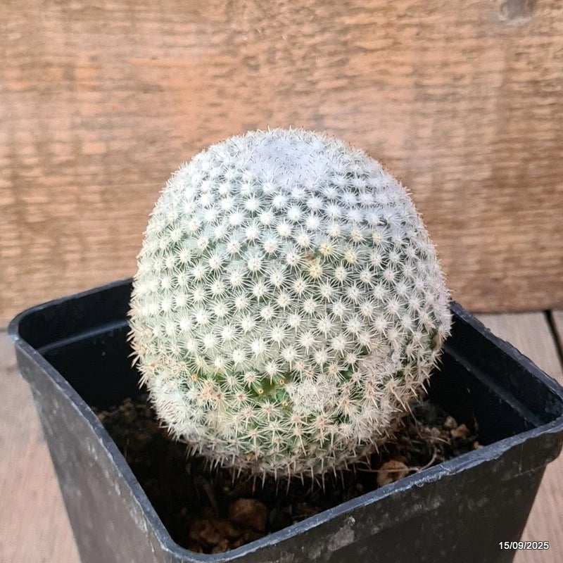 D6437 MAMMILLARIA ELEGANS pot10-H9-W8 cm MaMa Cactus Green Plant