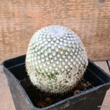 D6437 MAMMILLARIA ELEGANS pot10-H9-W8 cm MaMa Cactus Green Plant