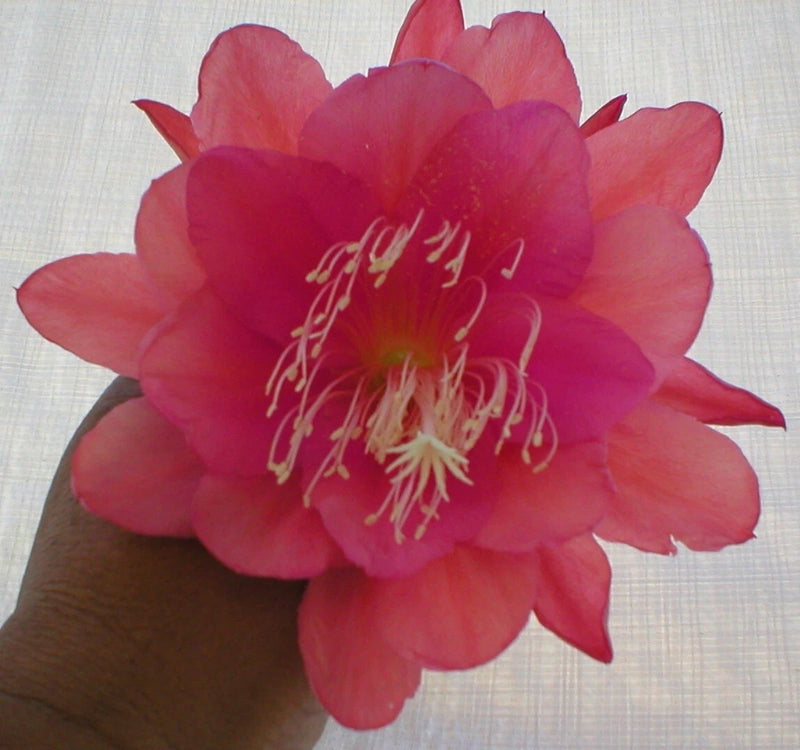 Orchid cactus flower with bright pink petals and cream stamens