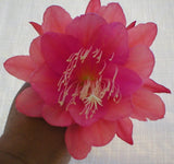 Epiphyllum, Orchid Cactus, " MANGO TANGO ", Don's Quart pots  MAR/4 Orchids