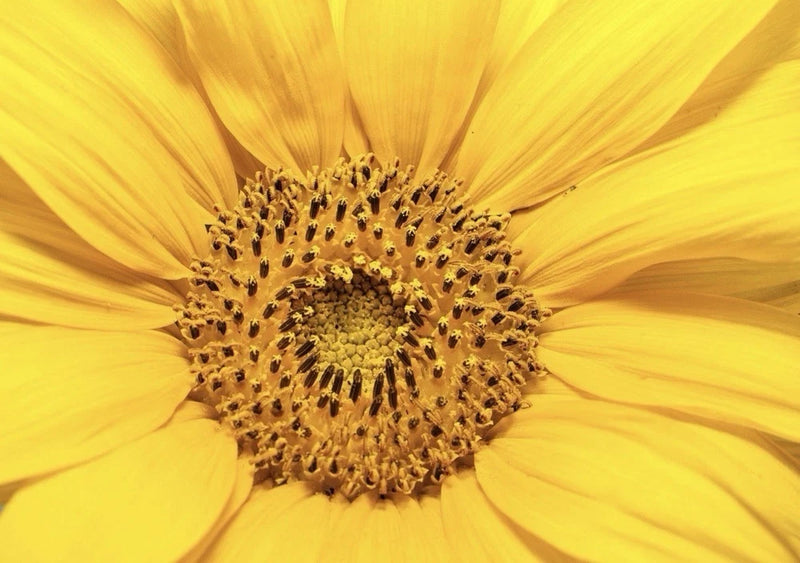 10  Sunflower Seeds Plants Garden Plants bonsai flower colorful organic Garden Plants