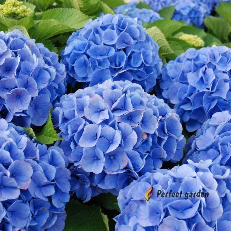 15 Seeds Blue Hydrangea Hortensia Deciduous Hardy Evergreen Perennial Plants Hydrangea