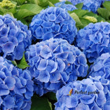 15 Seeds Blue Hydrangea Hortensia Deciduous Hardy Evergreen Perennial Plants Hydrangea