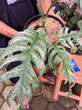 Epipremnum Devil Monster Variegated Large Leaf Real Picture Very Beauty Flowering Plants