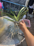 Vanda Kulwadee X Painter Dream #5, Flowering Size Orchid Plant, RARE Orchids