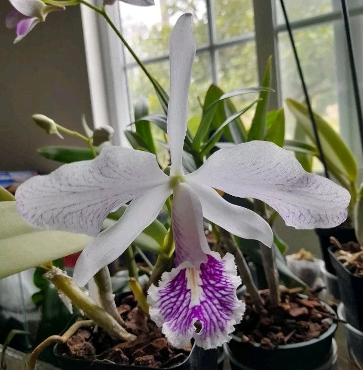White orchid flower with lavender petals and a purple striped lip