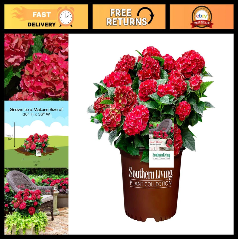 2 Gallon Hydrangea Heart Throb Shrub - Vibrant Flowering Plant for Garden Decor Hydrangea