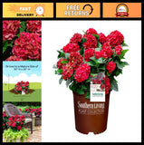 2 Gallon Hydrangea Heart Throb Shrub - Vibrant Flowering Plant for Garden Decor Hydrangea