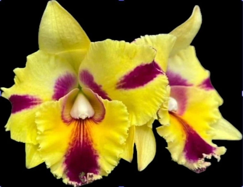 Mature Cattleya orchid with yellow petals and deep purple streaks, clustered blooms