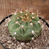 D7817 GYMNOCALYCIUM MARQUEZII pot18-H7-W11 cm MaMa Cactus Green Plant