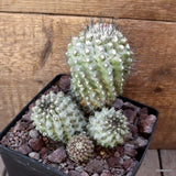 D4773 COPIAPOA PEPINIANA V. FIEDERIANA pot14-H13-W13 cm MaMa Cactus Green Plant