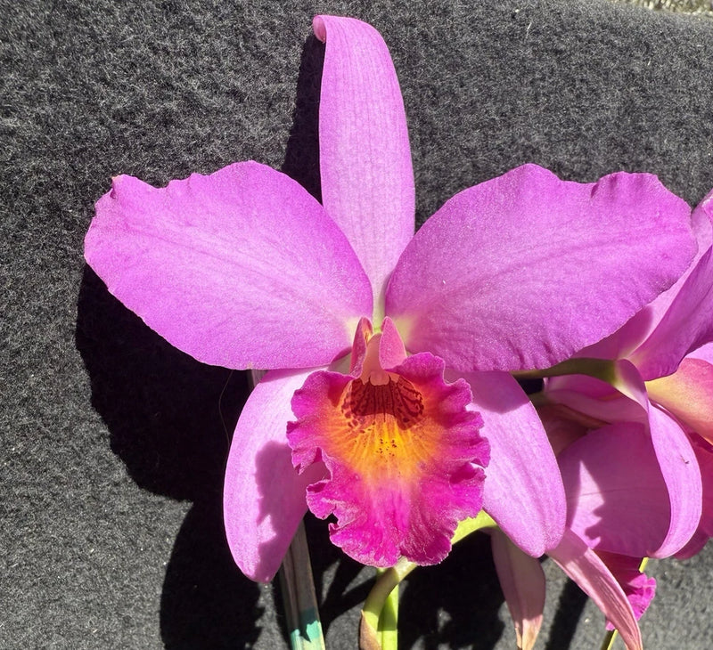 Pink orchid flowers with purple petals and a yellow-orange center
