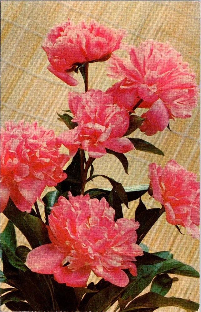 Pink peony flowers postcard with a bouquet of pink blooms and green leaves