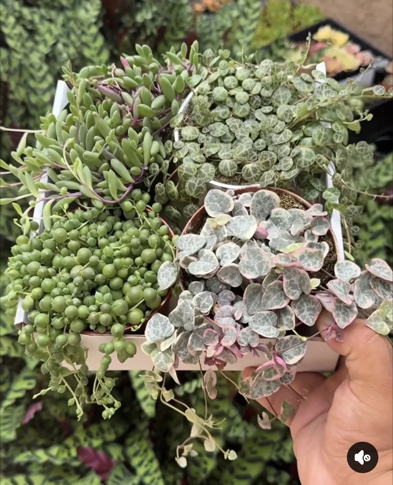 Variegated succulent string-of-hearts and bead stems bundle in hand