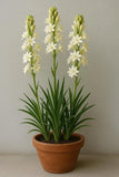 Live Green Flower Bulbs |Tuberose Rajnigandha Single Flower Bulbs pack of 5+ Lily