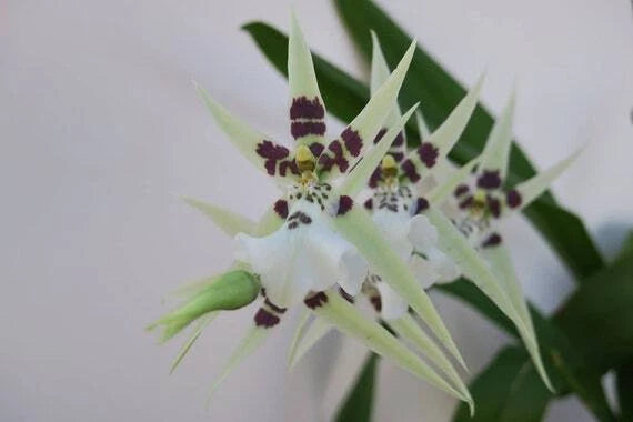 Miltassia Phoenix Rising ÔWhite LightÕ Comes in 4" Pot Orchids