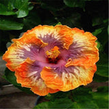 20 SEEDS Orange Purple HIBISCUS flower exotic garden/house plant USA Seller Garden Plants